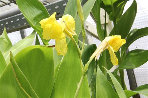 Canna Species, Bandana of the Everglades, Golden Canna Lily