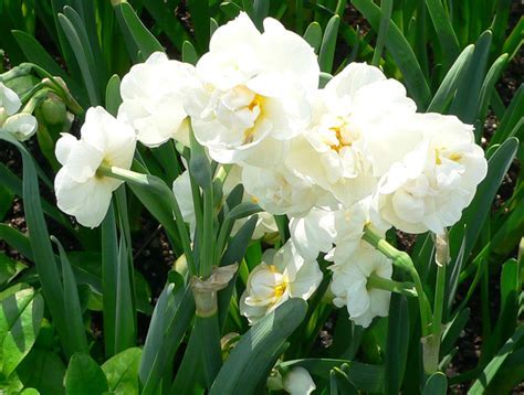 Double Narcissus, Double Daffodil Erlicheer
