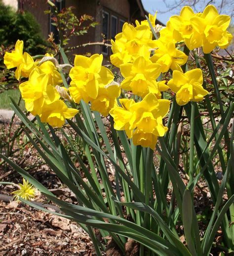 Narcissus, Daffodil Tete-a-Tete