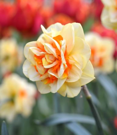 Double Narcissus, Double Daffodil Tahiti