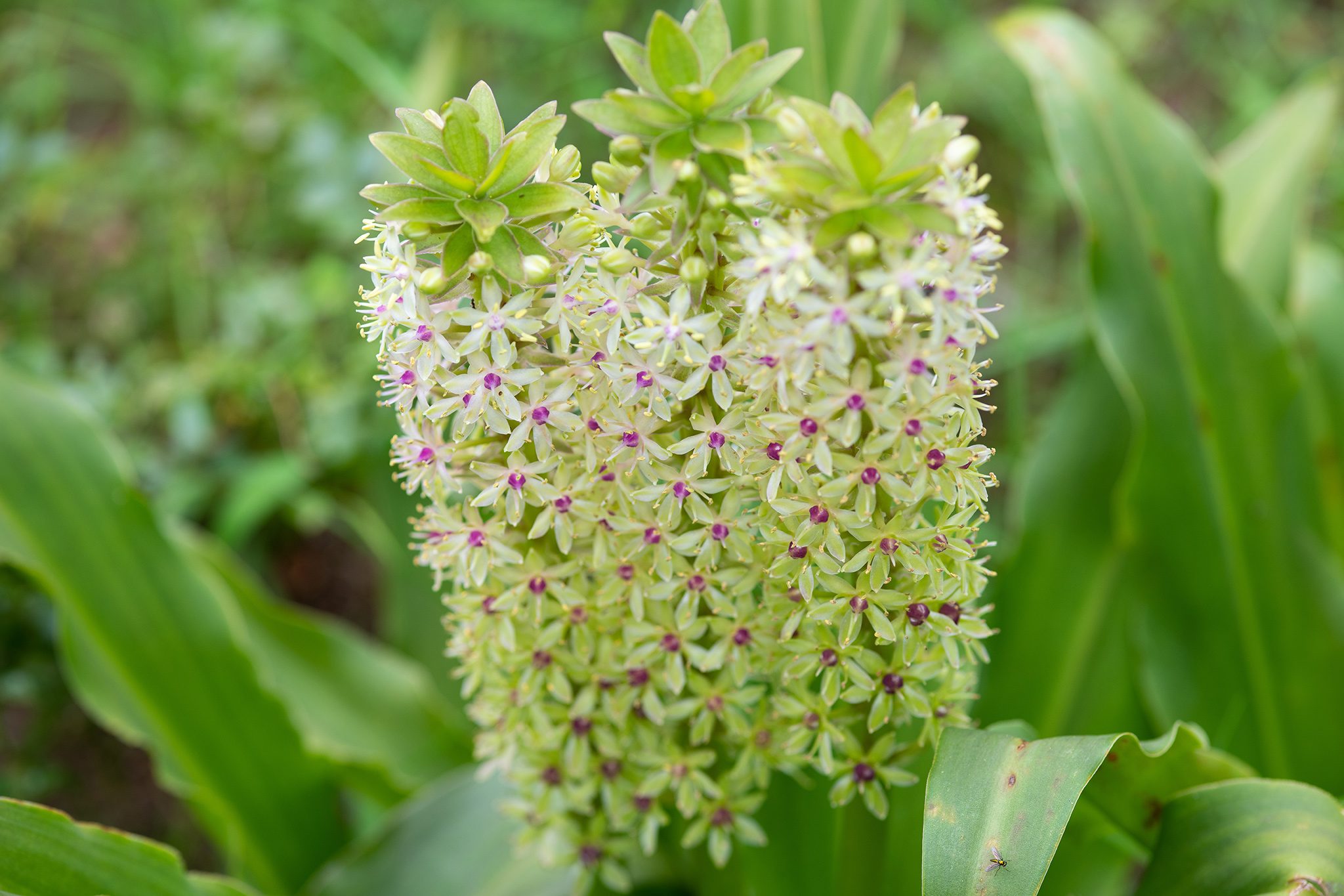 Eucomis Species, Pineapple Flower, Pineapple Lily