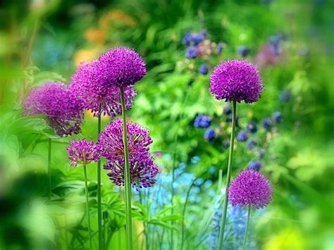 Allium, Ornamental Onion, Ornamental Allium Purple Sensation