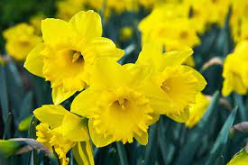 Trumpet Narcissus, Trumpet Daffodil Dutch Master