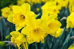 Trumpet Narcissus, Trumpet Daffodil 'Dutch Master'