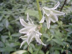 Ornithogalum Species, Drooping Star-of-Bethlehem, Silver Bells