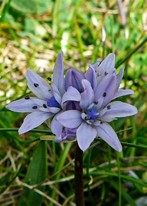 Scilla Species, Siberian Squill Spring Beauty