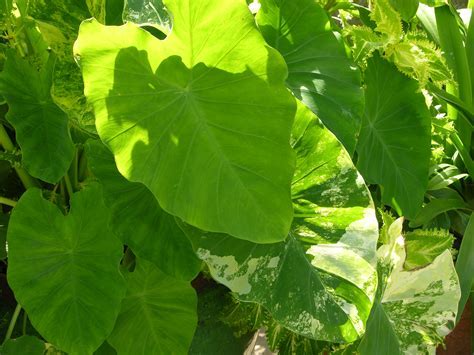 Colocasia, Elephant Ear, Taro Mojito