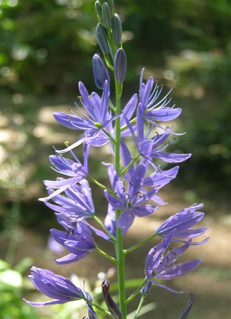 Camassia Species