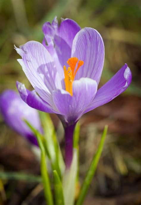 Species Crocus, Dutch Crocus, Spring Crocus