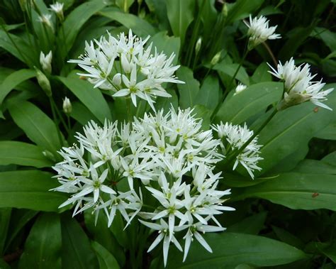 Allium Species, Bears Garlic, Ramsons, Wild Garlic