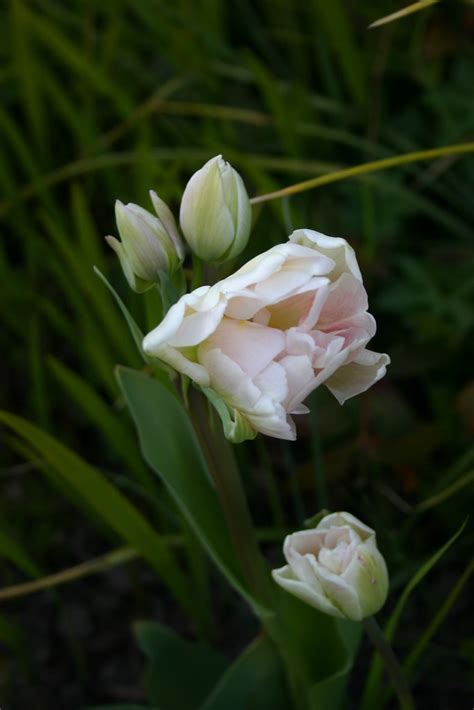 Double Late Tulip, Peony-flowered Tulip Angelique