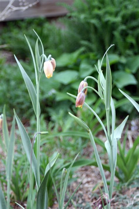 Fritillaria Species, Foxs Grape, Fritillary