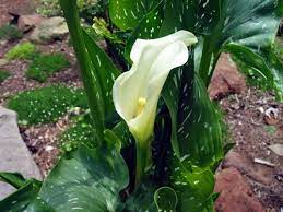 Zantedeschia Species, Spotted Calla Lily, White Spotted Arum