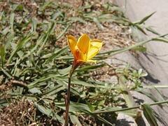 Habranthus Species, Copper Lily, Rain Lily, Rainlily, Rio Grande Copperlily, Stagger Grass