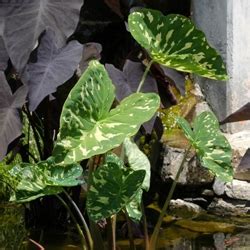 Caladium, Elephant Ears, Taro Hilo Beauty