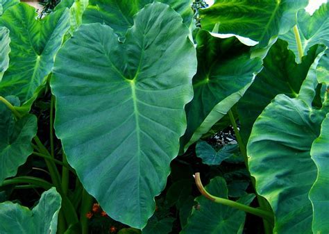 Colocasia Species, Elephant Ear