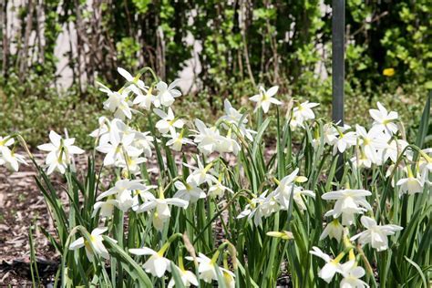 Heirloom Triandrus Narcissus, Triandrus Daffodil, Angels Tears Thalia