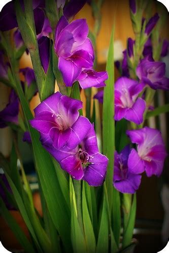 Gladiolus, Dwarf Gladiola, Hardy Gladiolus Atom