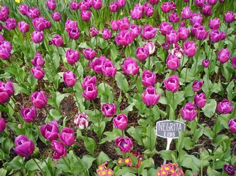 Triumph Tulip Negrita