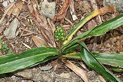 Rohdea Species, Japanese Sacred Lily, Nippon Lily