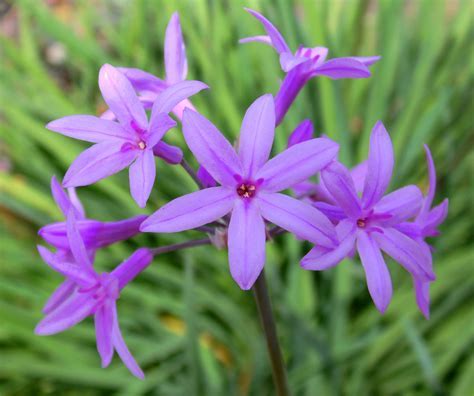 Tulbaghia, Variegated Society Garlic Silver Lace