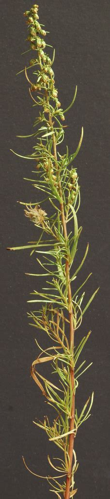 Tarragon, French Tarragon, Common Kitchen Tarragon