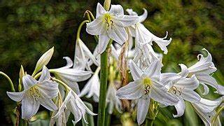 Crinum, White Powell Lily Album