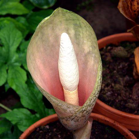 Amorphophallus, Devils Tongue, Snakes Tongue, Voodoo Lily