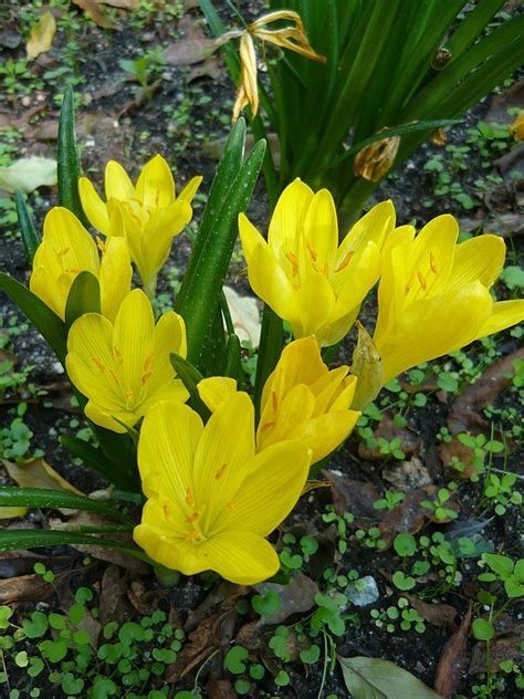 Sternbergia Species, Fall Crocus, Winter Daffodil