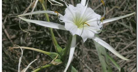 Hymenocallis Species, Green-Tinge Spiderlily, Peruvian Daffodil, Spider Lily