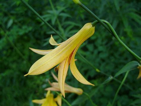 Species Lilium, Canada Lily, Meadow Lily