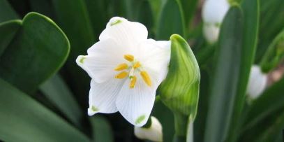 Spring Snowflake, St. Agnes Flower