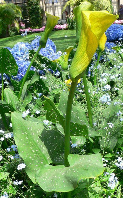Zantedeschia Species, Golden Calla Lily, Yellow Arum