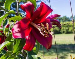 Oriental-Trumpet Lily, OT Hybrid, Orienpet Lily 'Scheherazade'
