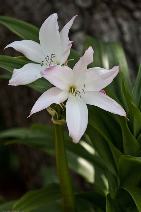 Amarcrinum Species, Crinodonna Lily