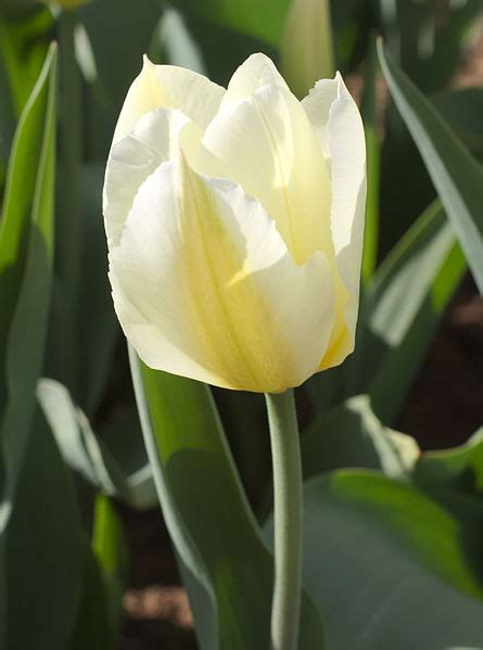 Fosteriana Tulip Purissima