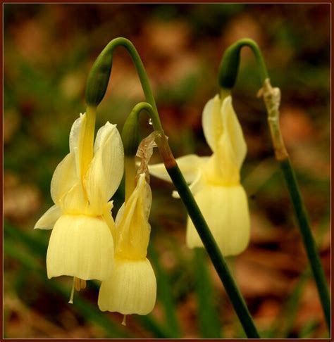 Triandrus Narcissus, Triandrus Daffodil, Angels Tears Hawera