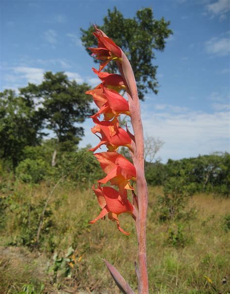 Gladiolus Species, African Parrot Gladiola