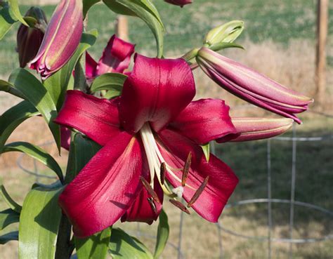 Oriental-Trumpet Lily, OT Hybrid, Orienpet Lily Anastasia