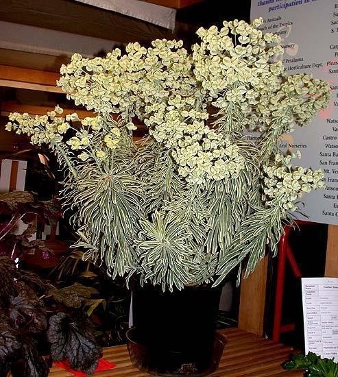 Euphorbia, Mediterranean Spurge Tasmanian Tiger