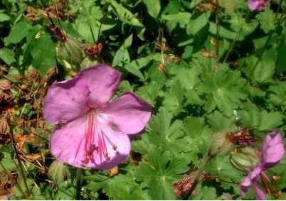 Geranium, Dwarf Cranesbill, Hardy Geranium Karmina