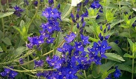 Veronica, Austrian Speedwell Crater Lake Blue
