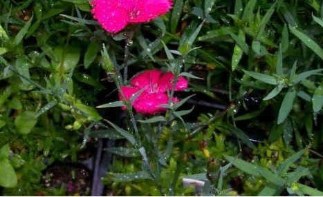 Dianthus, Garden Pinks, Maiden Pinks Zing Rose