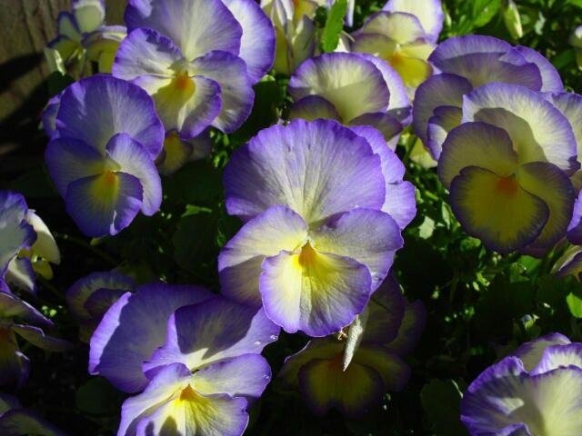 Viola, Garden Pansy, Pansy Etain