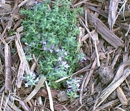 Thymus, Creeping Thyme, Wild Thyme Pink Chintz