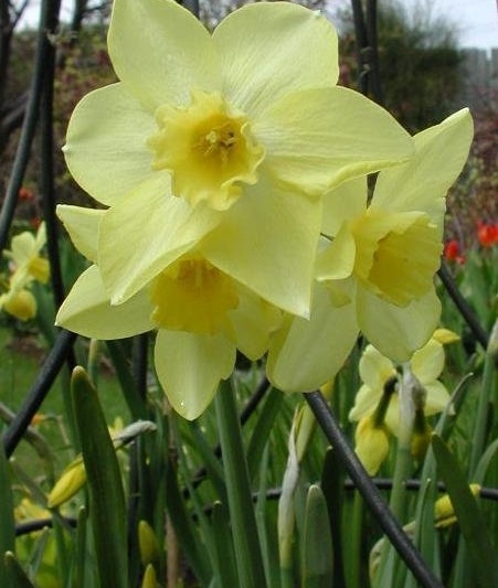 Miniature Jonquilla Narcissus, Apodanthus Daffodil Pipit