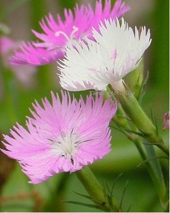 Dianthus, Cheddar Pinks, Clove Pinks First Love