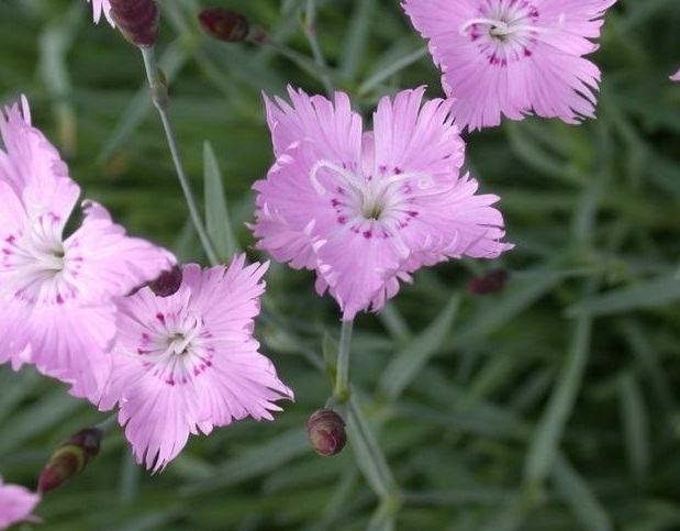 Dianthus, Cheddar Pinks Baths Pink
