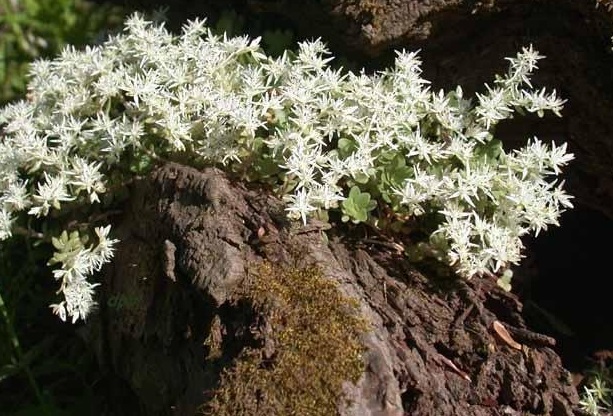 Woodland Stonecrop