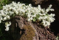 Woodland Stonecrop